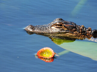 A baby alligator sunning on a lilypad