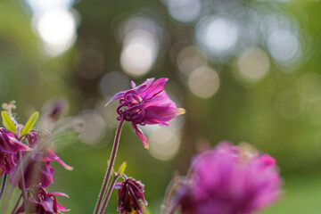 gros plan sur une fleur clochette violette