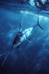 A blue marlin fish swimming in the ocean. Suitable for marine life concepts