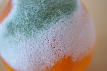 Rotten orange covered with mold close-up. Spoiled food.