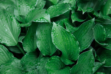   Close up View of  natural large Green Leaves of the hosta.