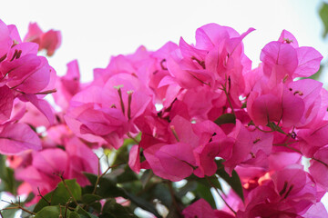 "Veranera, Tropical Flower, and Bougainvillea are colorful flowers, gardens and landscapes flower petels and vivid hues