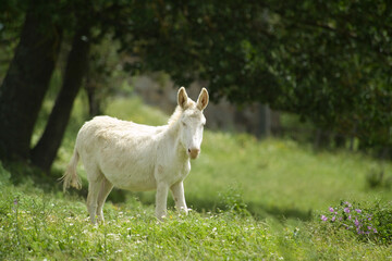 Naklejka premium wild albino donkey at Asinara in Sardinia 