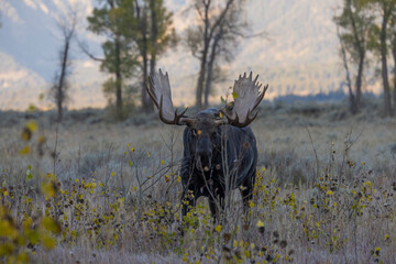Bull Moose during the Fall Rut in Wyoming
