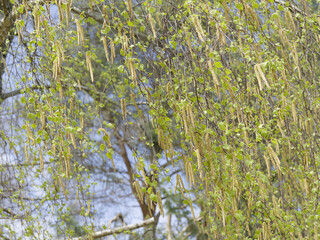 Betula pendula or verrucosa. Silver birch tree or European white birch tree with pendulous twigs bearing green triangular leaves and long catkins in early spring