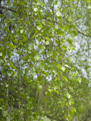 (Betula pendula) European white birch tree with pendulous slender twigs bearing long catkins and triangular, pointed medium green leaves with serrated margins