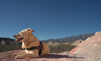 dog posing on a mountain of seven colors
