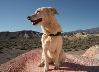 dog posing on a mountain of seven colors
