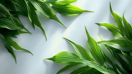 Obraz premium Vibrant Green Grass on White Background