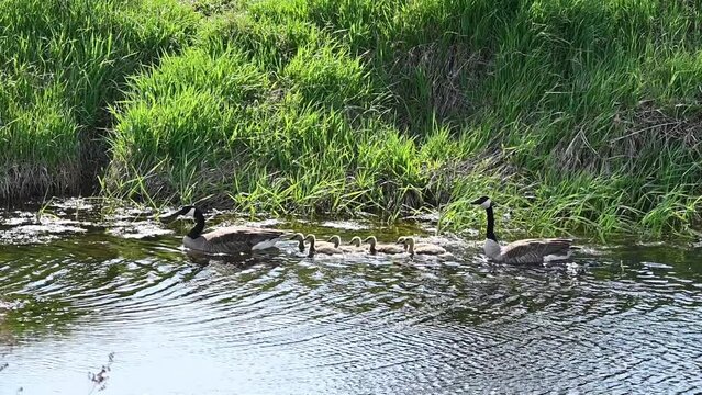 Canada Goose Family Swimming