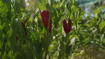 Red bell peppers growing in sunlight. Organic farming and healthy food concept. Design for vegetable market advertising, horticulture educational materials.