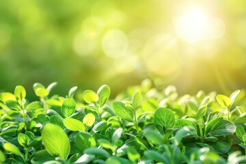 A field filled with vibrant green plants under the bright sun shining in the background