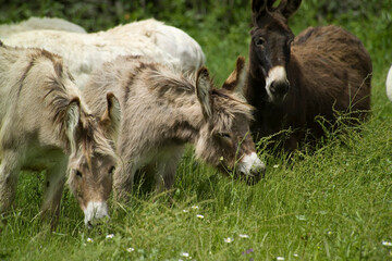 Asino. (Equus asinus). Burgos. Sassari. Sardegna. Italia *** Local Caption *** dreams