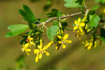 Soft focus of yellow Ribes aureum flower blooming. Flowers golden currant, clove currant, pruner berry and buffalo currant on brown bokeh background, Nature concept for design. Place for your text