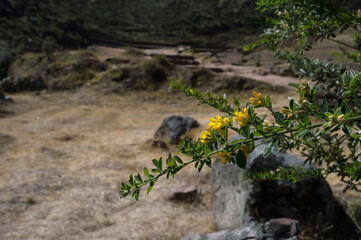 Branch of bush with yellow flower in the foreground on the right of the image under a blurred background