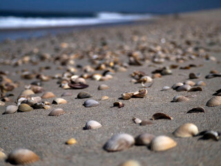 detail of shell on the shore in Aveiro portugal sand dunes Atlantic Ocean beach view landscape panorama