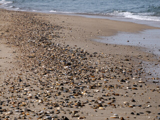 detail of shell on the shore in Aveiro portugal sand dunes Atlantic Ocean beach view landscape panorama