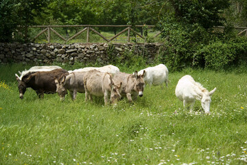 wild albino donkey at Asinara in Sardinia 