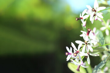 Melia azedarach (Rosary tree or Chinaberry) flowers are small and fragrant with light purple or...