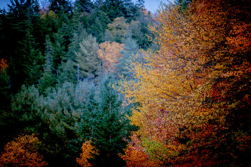 Fall leaves and colours