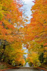 Fall leaves and colours