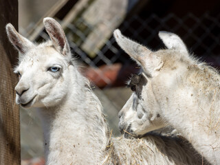 Two llamas stand side by side in a fenced area, their soft woolly coats swaying gently in the...