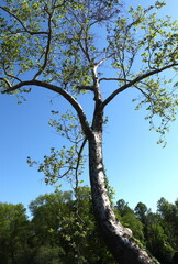Bent Tree Stump Makes Striking Figure