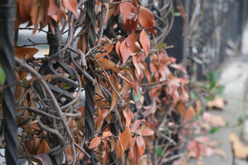 autumn leaves on the tree