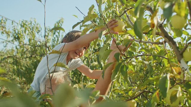 Young boy reaching for apple in orchard with adult assistance. Outdoor family activity with natural lighting. Childhood exploration and nature education concept. Design for banner, environmental