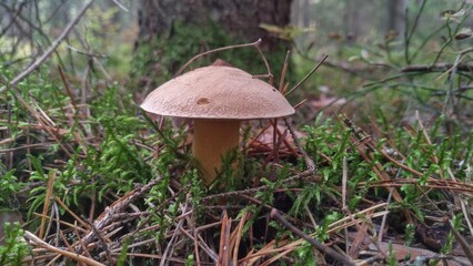 An edible moss fly mushroom grew in the forest on moss among grass, dry branches and needles. In the autumn, the main mushroom season continues. Overcast weather