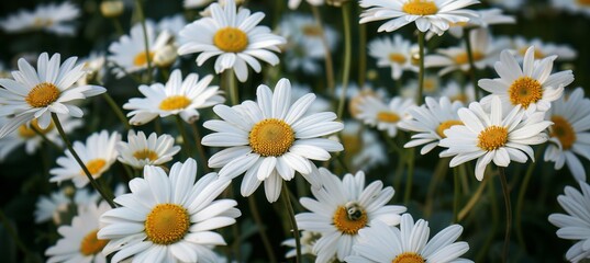 Obraz premium Captivating sunset view of a picturesque green field adorned with charming daisies