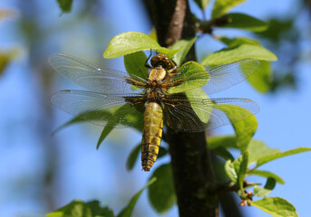 Plattbauch - Broad-bodied Chaser
