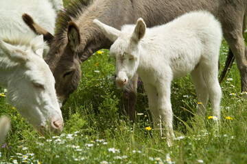 donkey in the countryside, sardinia, italy.