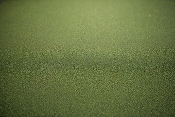 green grass texture