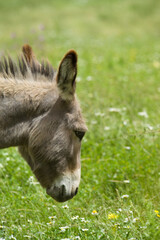 donkey in the countryside, sardinia, italy.