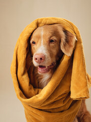 dog Wrapped in a towel, a Nova Scotia Duck Tolling Retriever seems to speak, Candid and warm in a...