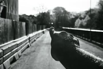 A hand pointing at a road