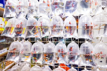 Sale of pet fish in Hong Kong Mongkok Tung Choi street