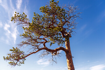  northern norway:nature sceneries on the road from Fauske to Narvik