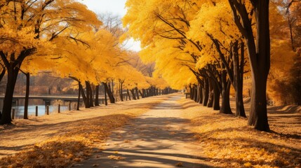 The golden path in autumn
