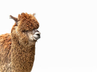 Brown young alpaca isolated on white background. Lama pacos. Alpaca, wild animals clip art.