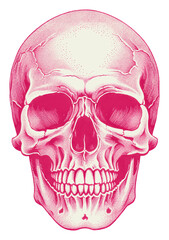 Fototapeta premium PNG Skull biology anatomy drawing.