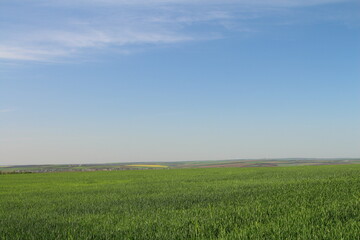 A green field with blue sky and clouds