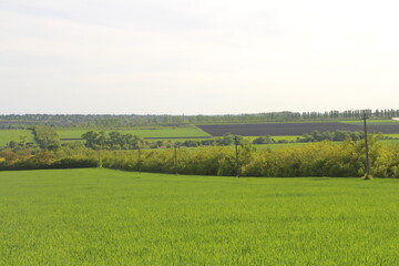 A green field with trees and a fence