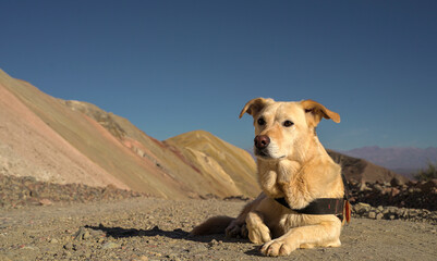 dog posing on a mountain of seven colors
