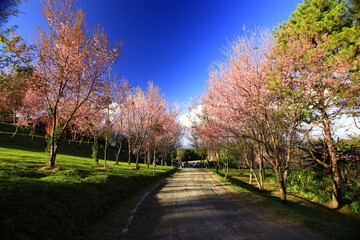 Obraz premium Wild himalayan cherry blooming at Doi Pha Tang Palace on Doi inthanon National Park in Chiang mai, Thailand 