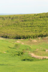 Fototapeta premium A grassy field with trees