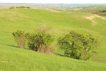 A grassy field with trees