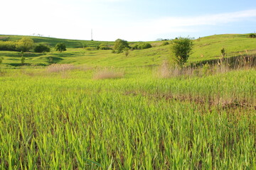 A grassy field with trees in the background with Konza Prairie Natural Area in the background