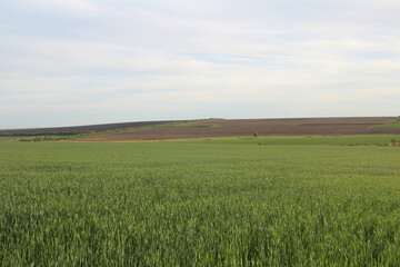Obraz premium A grassy field with a hill in the background